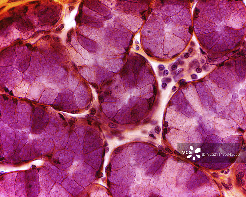 犬皮肤腺体组织光学显微照片图片素材