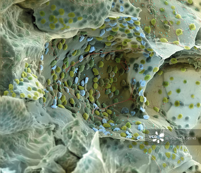 多肉叶片组织冷冻断裂扫描电镜图图片素材