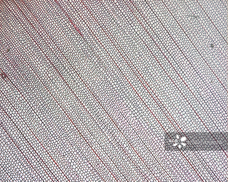 银杉木材截面光显微照片图片素材