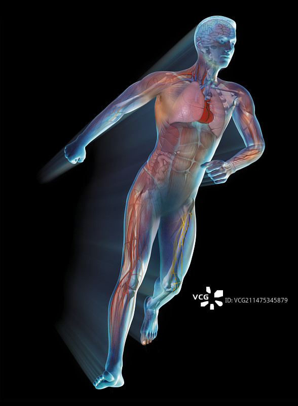 奔跑者人体解剖结构插画图片素材
