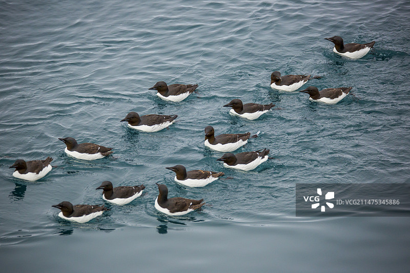 厚嘴海鸦图片素材
