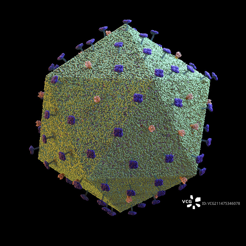 非洲猪瘟病毒示意图图片素材