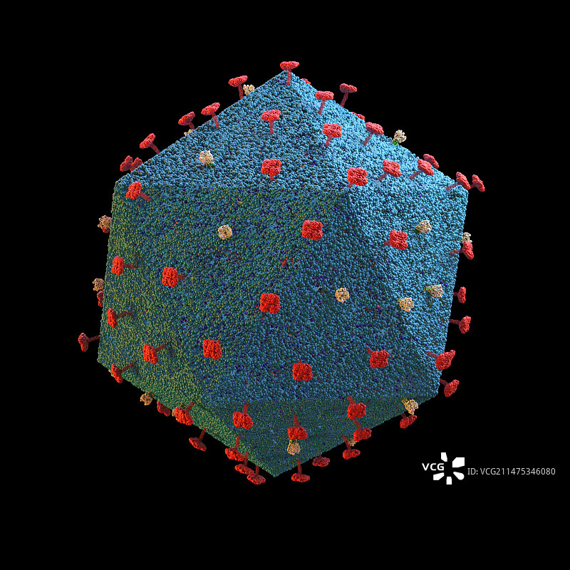非洲猪瘟病毒示意图图片素材