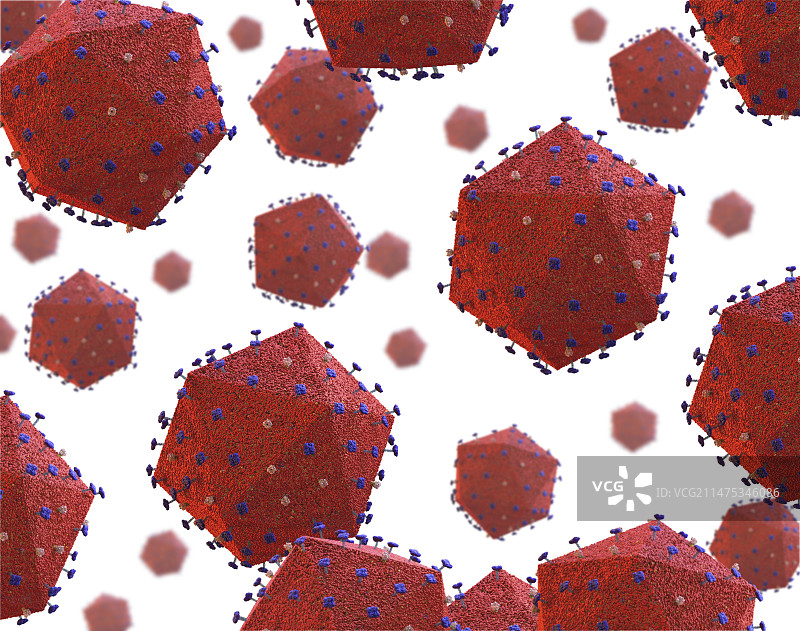 非洲猪瘟病毒颗粒图图片素材