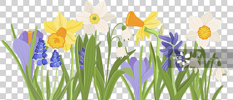 野生番红花绘画图片素材