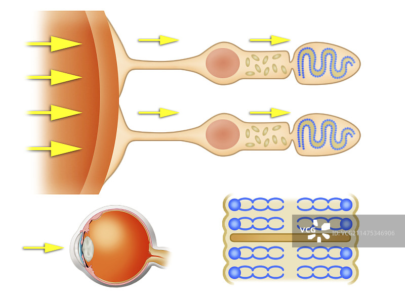 视网膜生物化学，图示图片素材