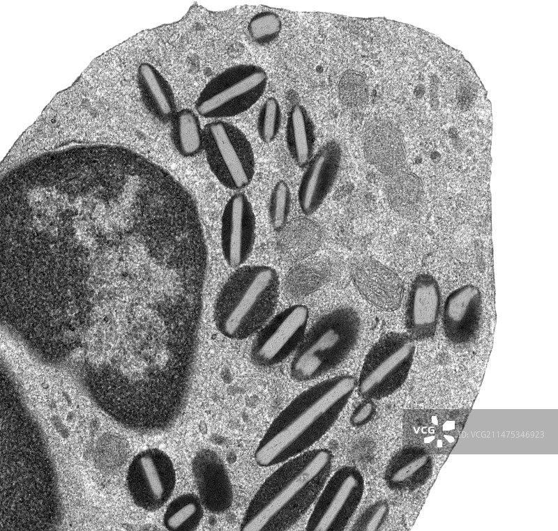 嗜酸性粒细胞（透射电镜）图片素材