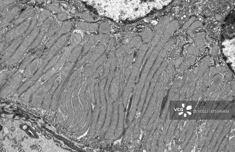 线粒体，透射电镜图片素材