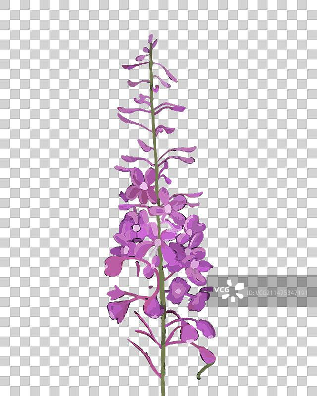 黑色背景上的花图片素材