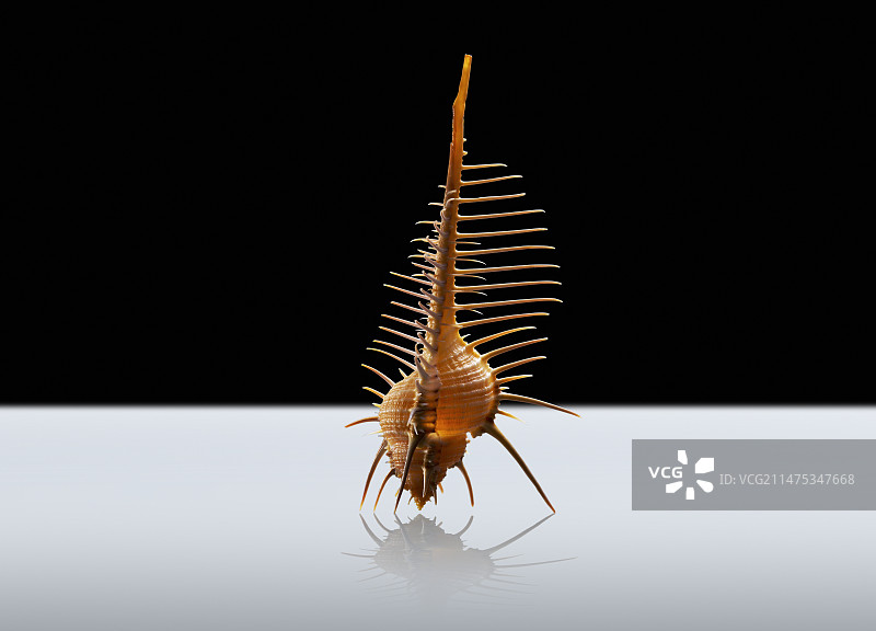 骨螺壳图片素材