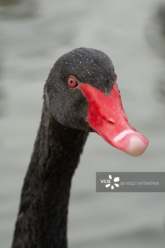 黑天鹅头部图片素材