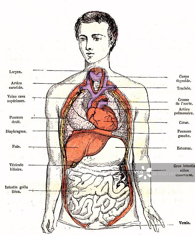 19世纪人体内脏器官解剖结构图片素材