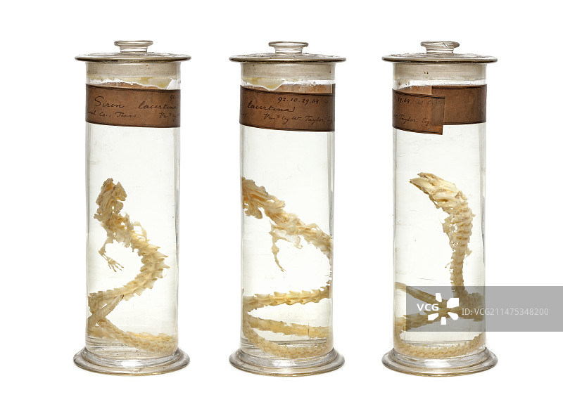 大蚓螈标本图片素材