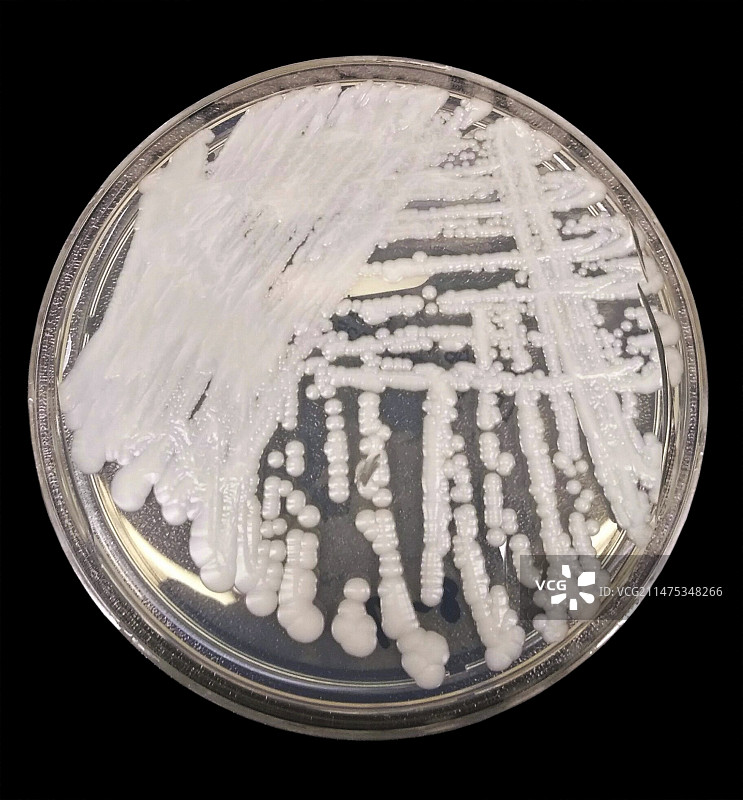 耳念珠菌图片素材