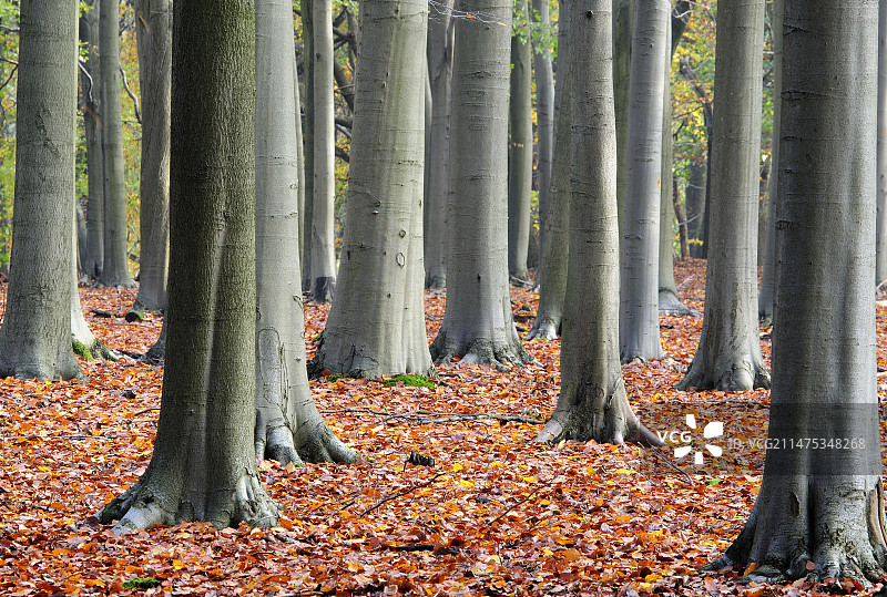 山毛榉树（欧洲山毛榉）图片素材