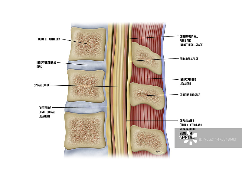 脊髓解剖结构图示图片素材