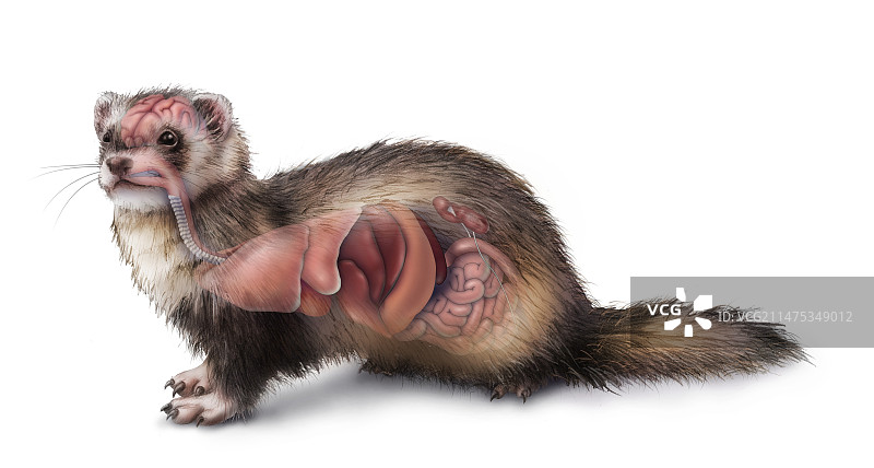 雪貂解剖结构图图片素材