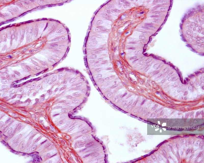输卵管纤毛上皮，光学显微照片图片素材