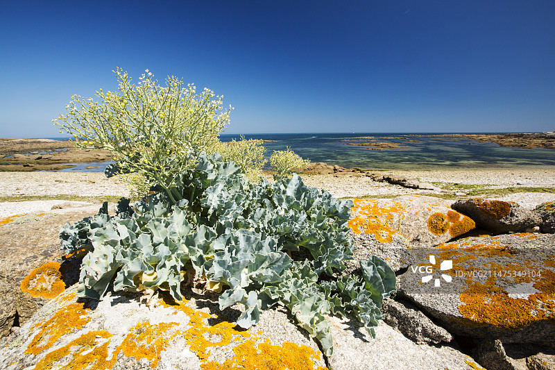 海甘蓝图片素材