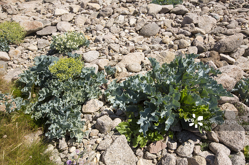 海甘蓝图片素材