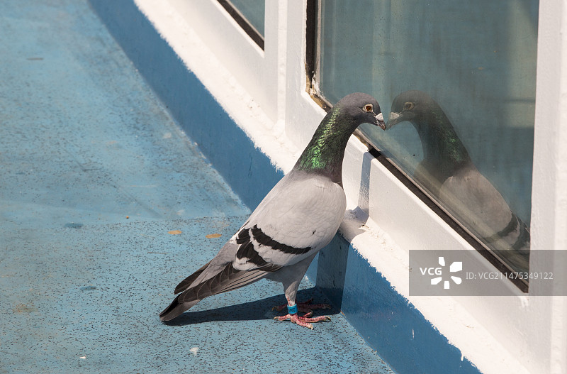 海峡渡轮上的赛鸽图片素材