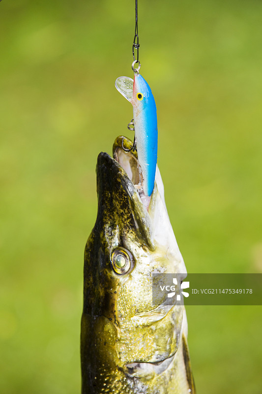 北方梭子鱼图片素材