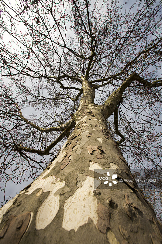 伦敦悬铃木图片素材