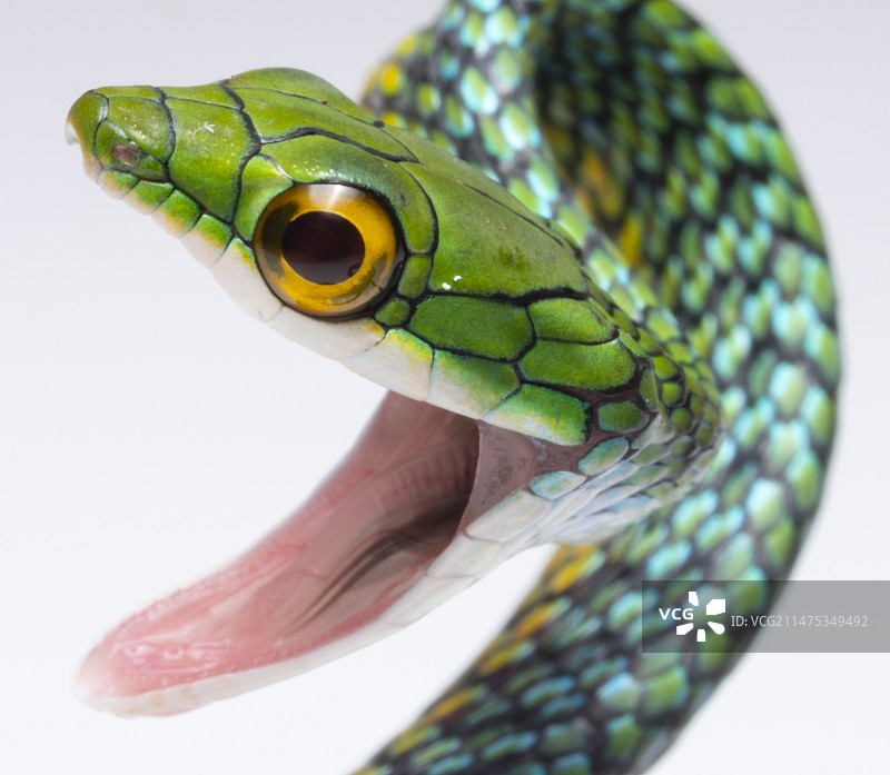 鹦鹉蛇的威胁展示图片素材