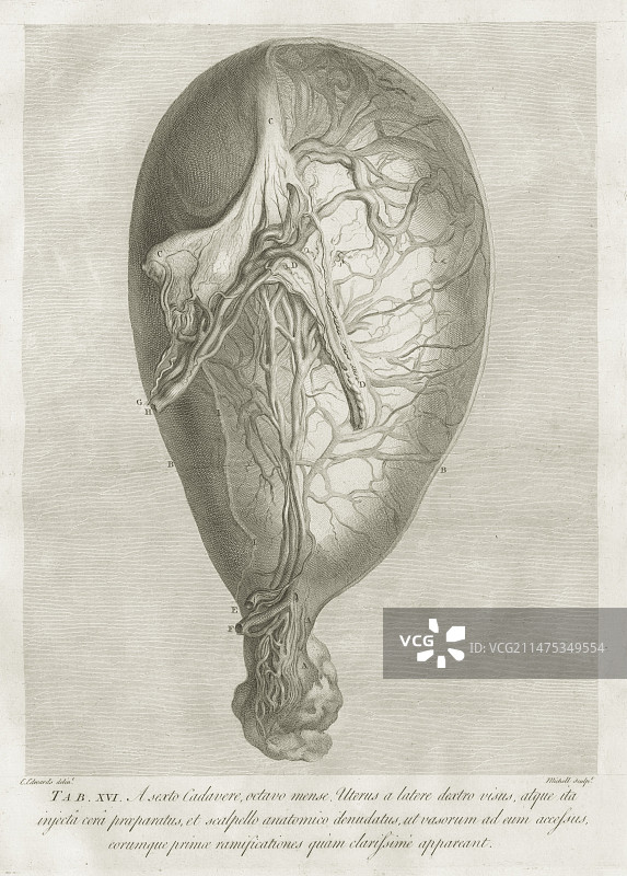 威廉·亨特关于1774年人类妊娠解剖学图片素材