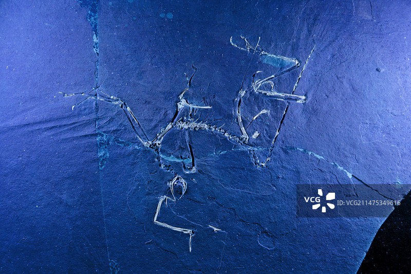 始祖鸟化石研究，ESRF，法国图片素材