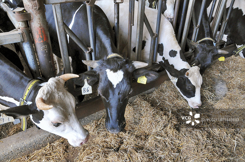 奶牛养殖场图片素材