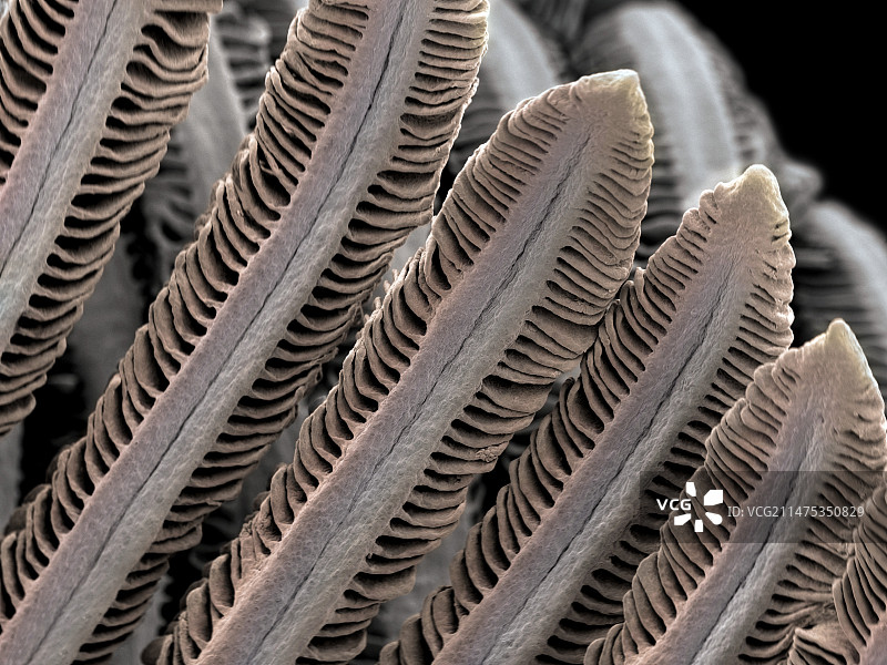 鲑鱼鳃丝扫描电镜图图片素材