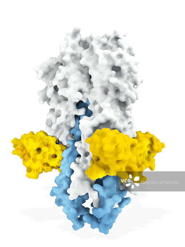 多结构域抗体MD3606分子模型图片素材