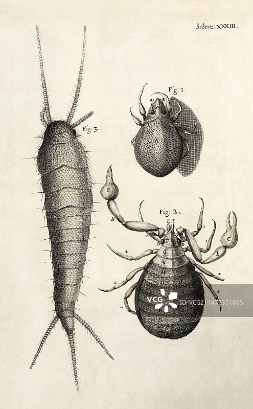 胡克《显微图谱》(1665)中的节肢动物图片素材