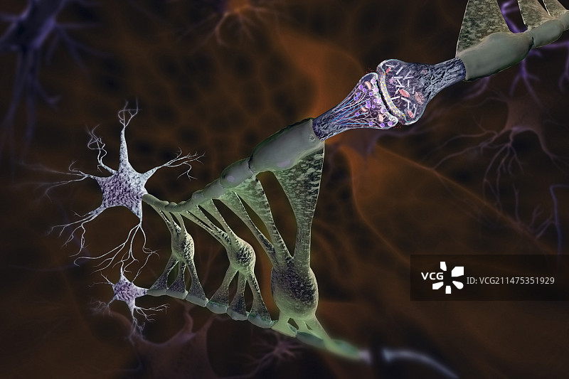 脑细胞神经胶质细胞和突触图示图片素材