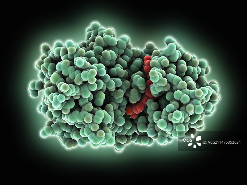 激酶与BRAF抑制剂复合物分子模型图片素材