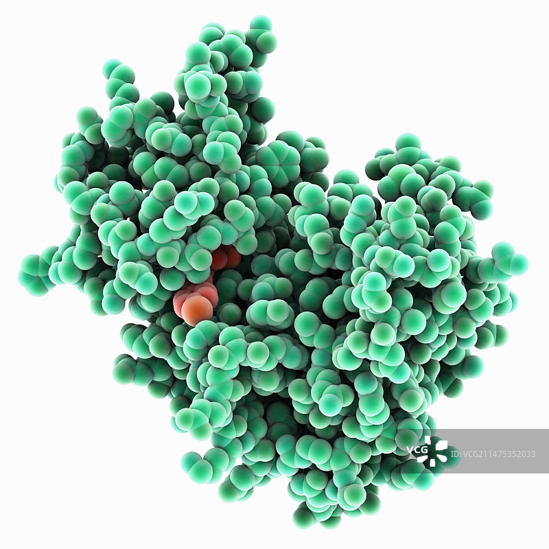 激酶与维莫非尼复合物分子模型图片素材