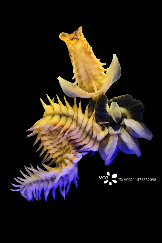 触手海蠕虫图片素材