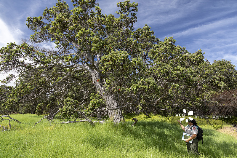 夏威夷红花图片素材