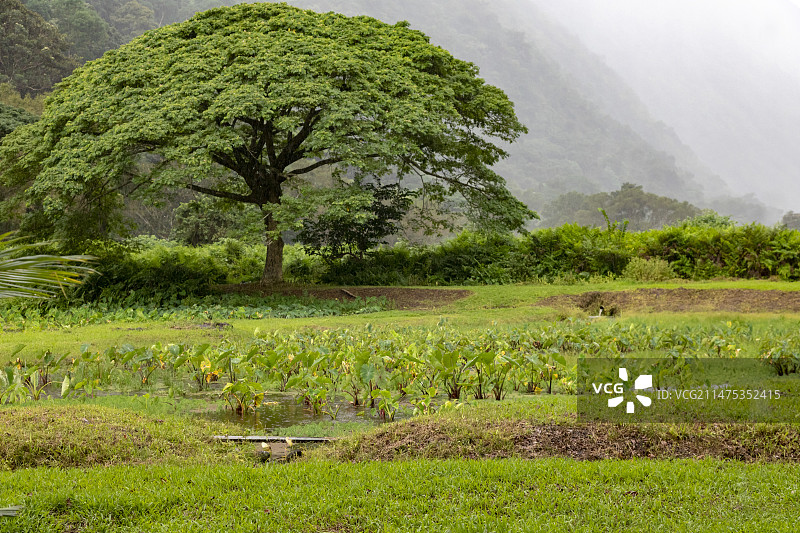 美国夏威夷威庇欧山谷图片素材