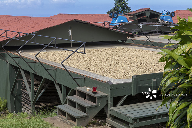 夏威夷咖啡农场，美国图片素材