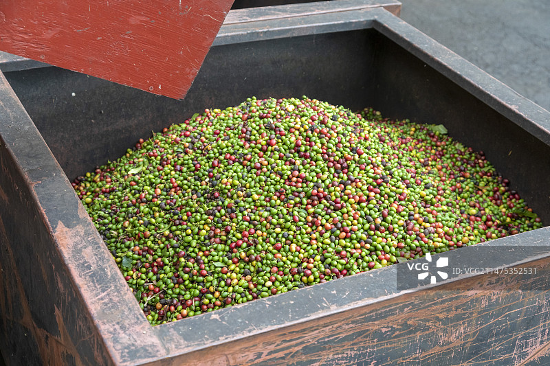 美国夏威夷咖啡加工厂图片素材