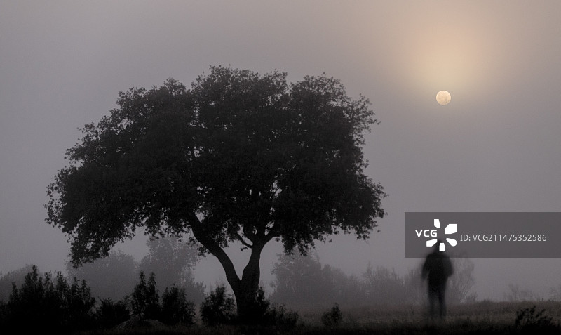 树旁雾中的月亮图片素材
