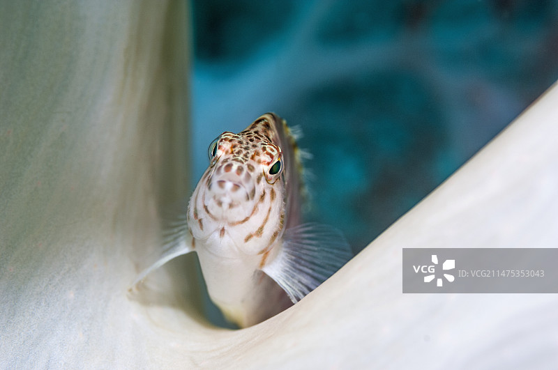 丝鳍鹰鱼图片素材