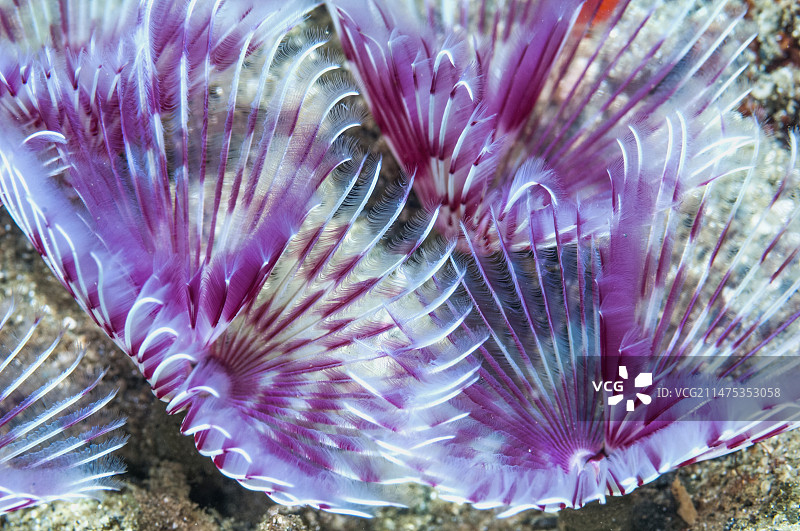 杂色羽毛掸子图片素材