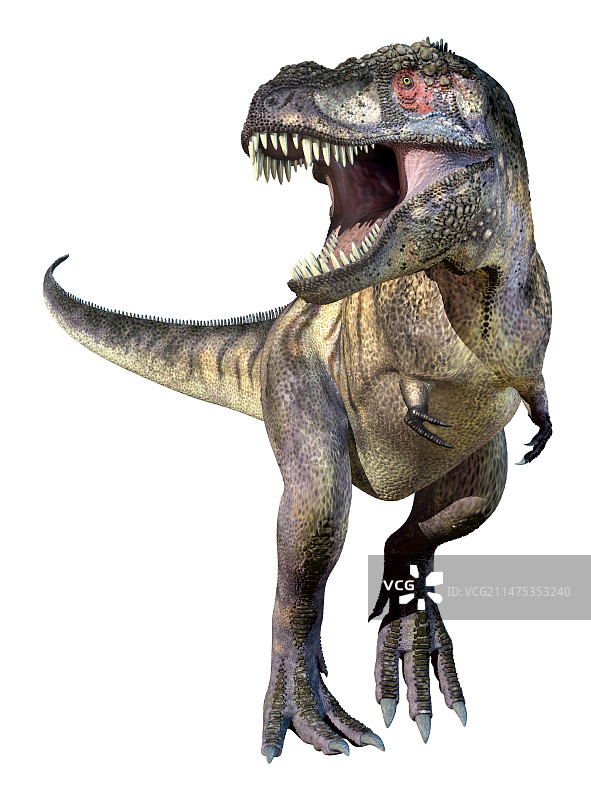 霸王龙插画图片素材