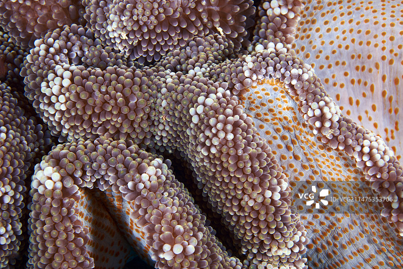 地毯海葵图片素材