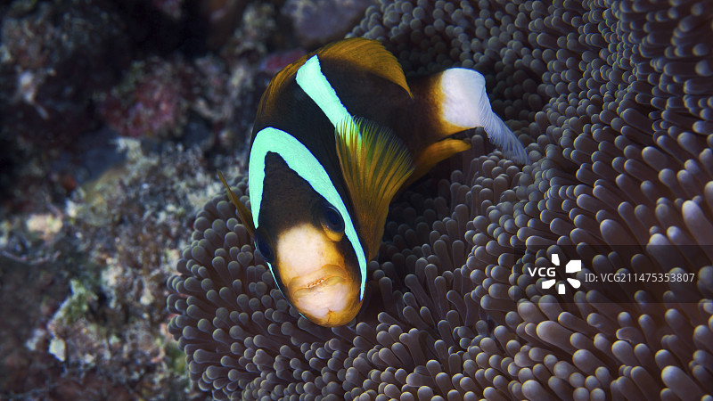 海葵中的双锯鱼图片素材