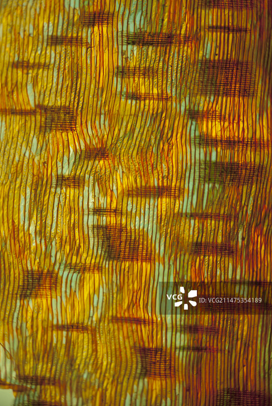 欧洲落叶松截面偏振光显微照片图片素材