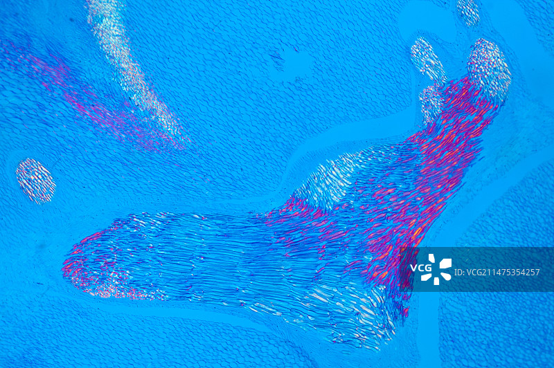 雄性蕨类植物根茎截面偏光显微照片图片素材